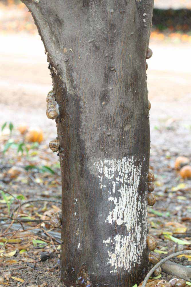            Bark (Riverside, CA)   